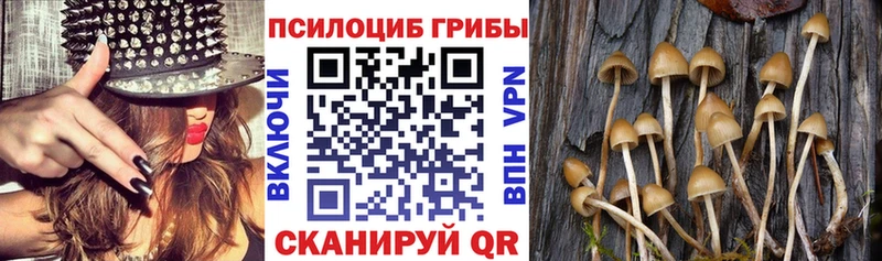 blacksprut ТОР  наркошоп  Котельниково  Псилоцибиновые грибы Psilocybe 